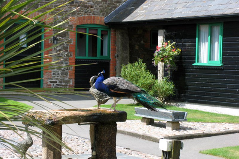 The grounds at Treworgie Barton in Crackington Haven near Bude